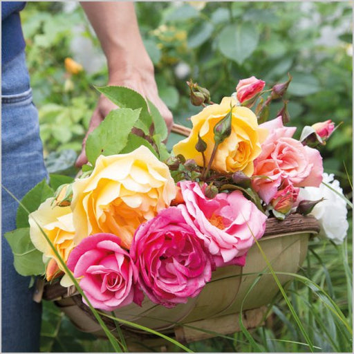Cut Garden Roses Card