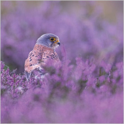 Common Kestrel In Heather Card