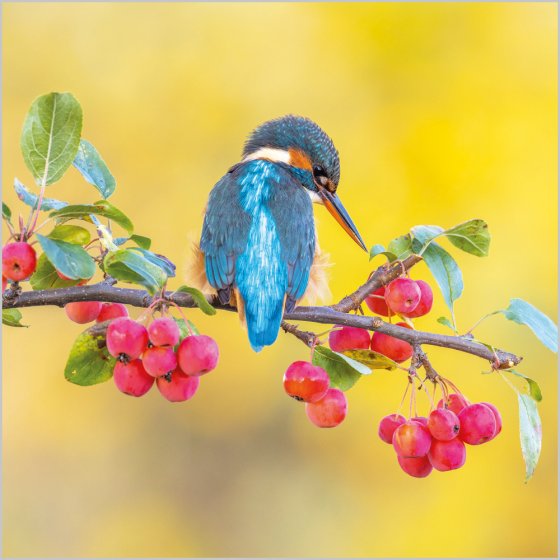 Kingfisher On Branch Card