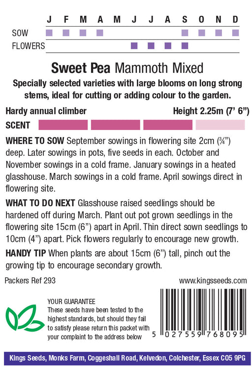 Kings Seeds Sweet Pea Mammoth Mix Seeds