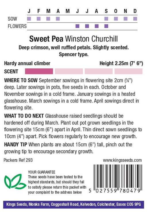 Kings Seeds Sweet Pea Winston Churchill Seeds