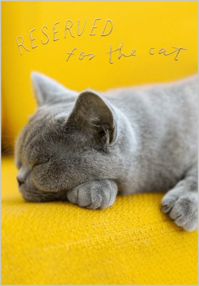 Reserved For The Cat Card