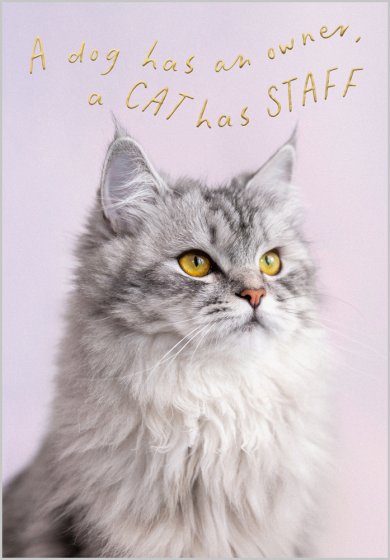 A Cat Has Staff Card