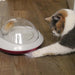 Jolly Moggy Feather Chaser