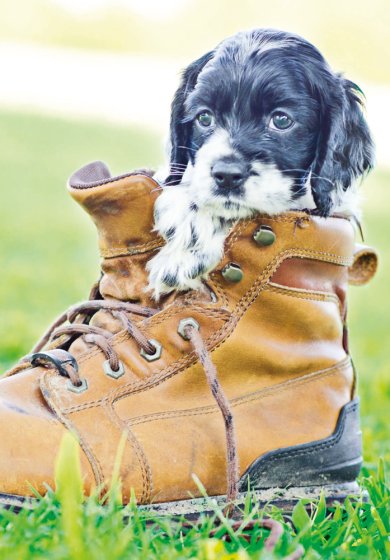 Spaniel Puppy In Boot