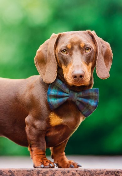 Dashing Dachshund