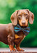 Dashing Dachshund