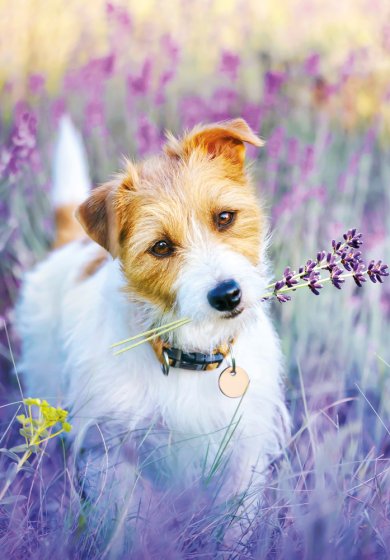 Jack Russell Terrier Card