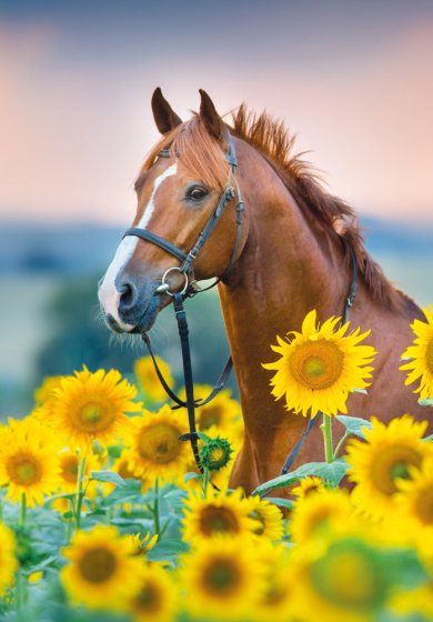 Sunflower Stallion