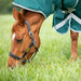 Highlander 300g Turnout Combo Rug Green