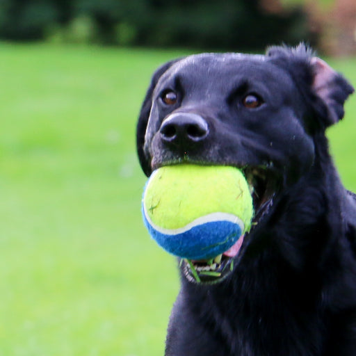 Ancol Chase Mega Tennis Ball