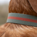 All-Terrain Collar Khaki & Chestnut
