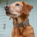 All-Terrain Collar Khaki & Chestnut