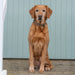 All-Terrain Collar Khaki & Chestnut