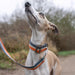 All-Terrain Collar Navy & Amber