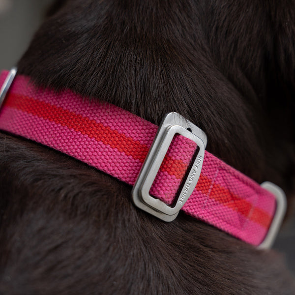 All-Terrain Collar Fuschia