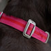 All-Terrain Collar Fuschia