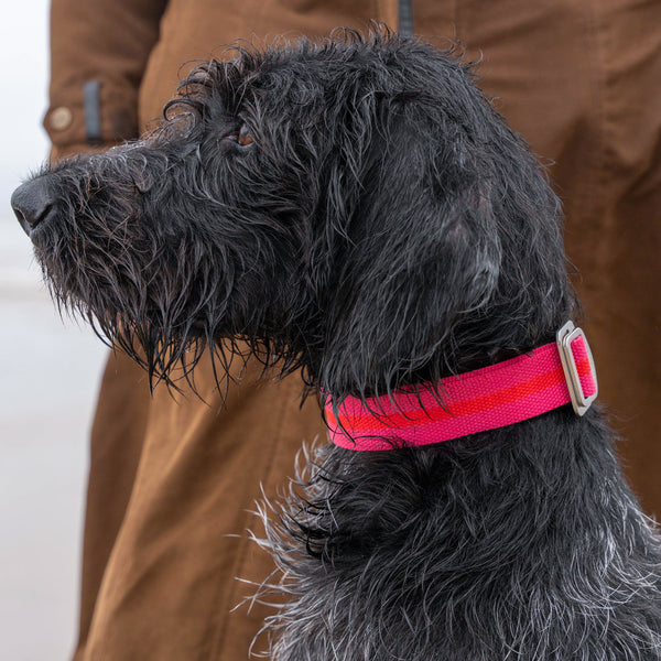 All-Terrain Collar Fuschia & Scarlett