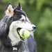 Kong Air Squeaker Tennis Ball Medium 6pk