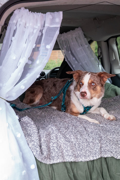 Twiggy Tags Adventure 2.0 Seatbelt - Lagoon