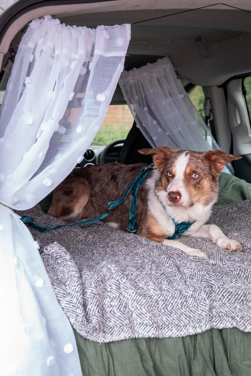 Twiggy Tags Adventure 2.0 Seatbelt - Lagoon