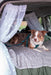 Twiggy Tags Adventure 2.0 Seatbelt - Lagoon