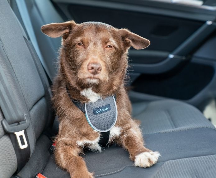Carsafe Dog Harness Black