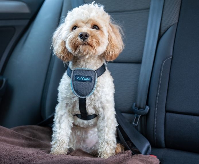 Carsafe Dog Harness Black