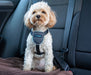 Carsafe Dog Harness Black