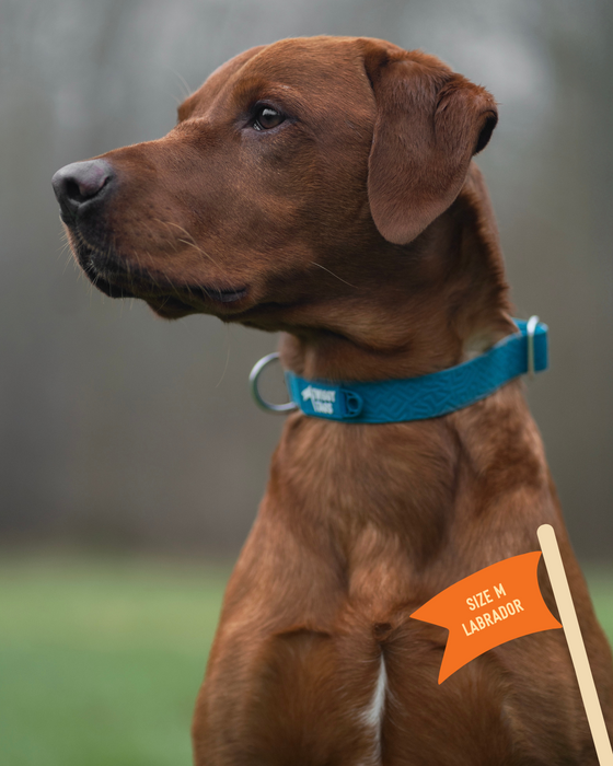Twiggy Tags Tidal Waterproof Collar Azure