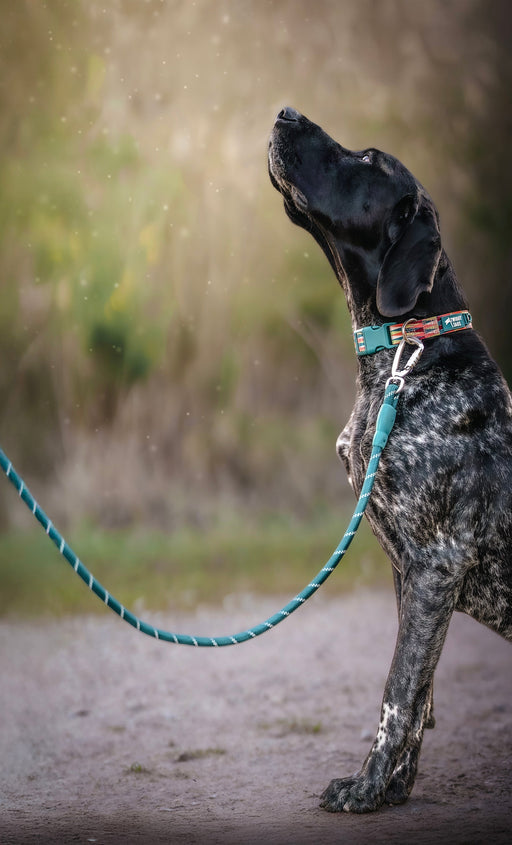 TwiggyTags Horizon Rope Lead Elixir