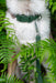 Twiggy Tags Tidal Waterproof Collar Fern