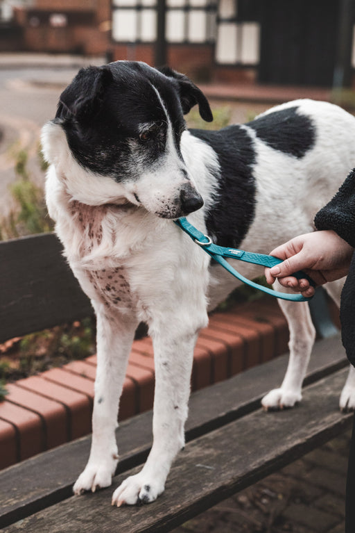 Twiggy Tags Tidal Grab Handle Azure