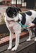 Twiggy Tags Tidal Grab Handle Azure