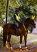 WoofWear Rider Safety Lights 3in1
