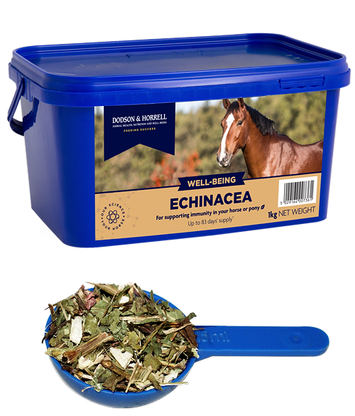 Dodson & Horrell Echinacea