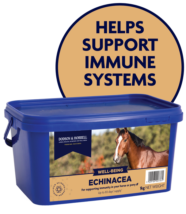 Dodson & Horrell Echinacea