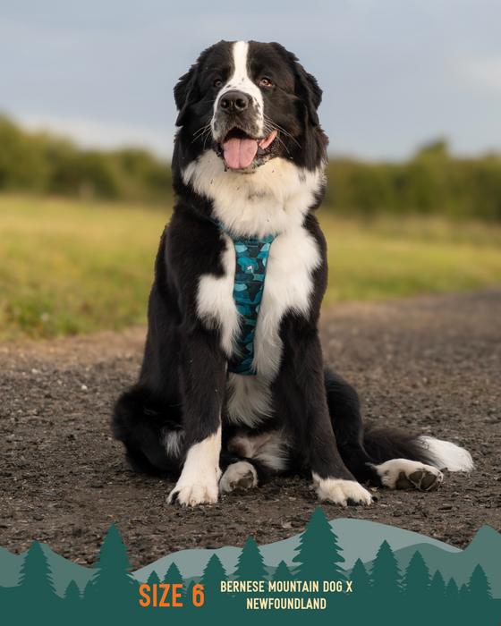 Twiggy Tags Adventure Harness 2.0 Lagoon
