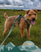 Twiggy Tags Apex Harness Nomad