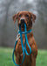 Twiggy Tags Tidal Waterproof Lead Azure