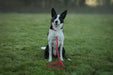 Twiggy Tags Tidal Waterproof Lead Fresia