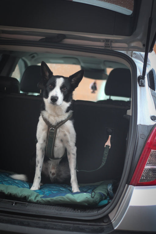 Twiggy Tags ISOFIX Seat Belt Nomad