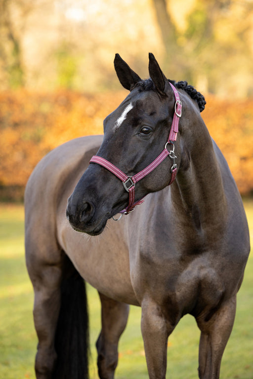 LeMieux Essential Yard Headcollar Burgundy