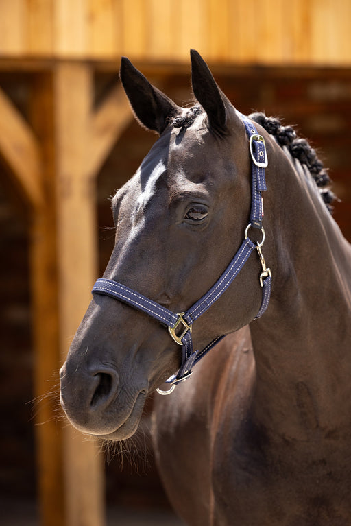 LeMieux Essential Yard Headcollar Navy