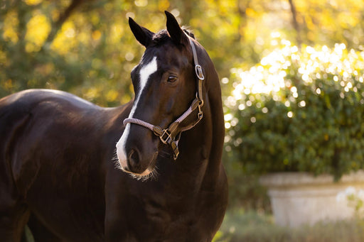 LeMieux Ropella Headcollar Lilac