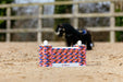 LeMieux Toy Pony Puissance Wall Multi
