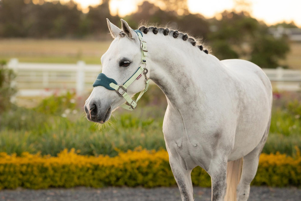 LeMieux Mini Head Collar & Lead Rope Macaron