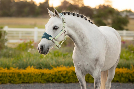 LeMieux Mini Head Collar & Lead Rope Macaron
