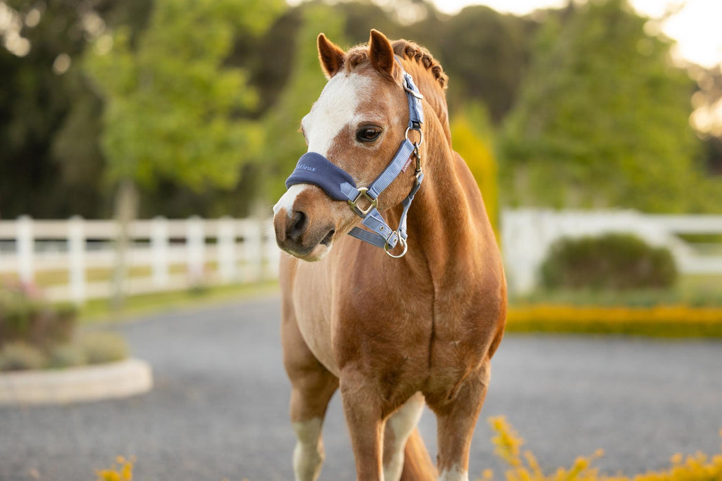 LeMieux Mini Head Collar & Lead Rope Powder Blue