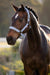 LeMieux Essence Headcollar Powder Blue